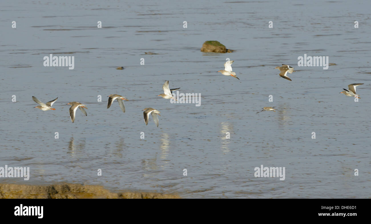 Low tide on severn estuary hi-res stock photography and images - Alamy