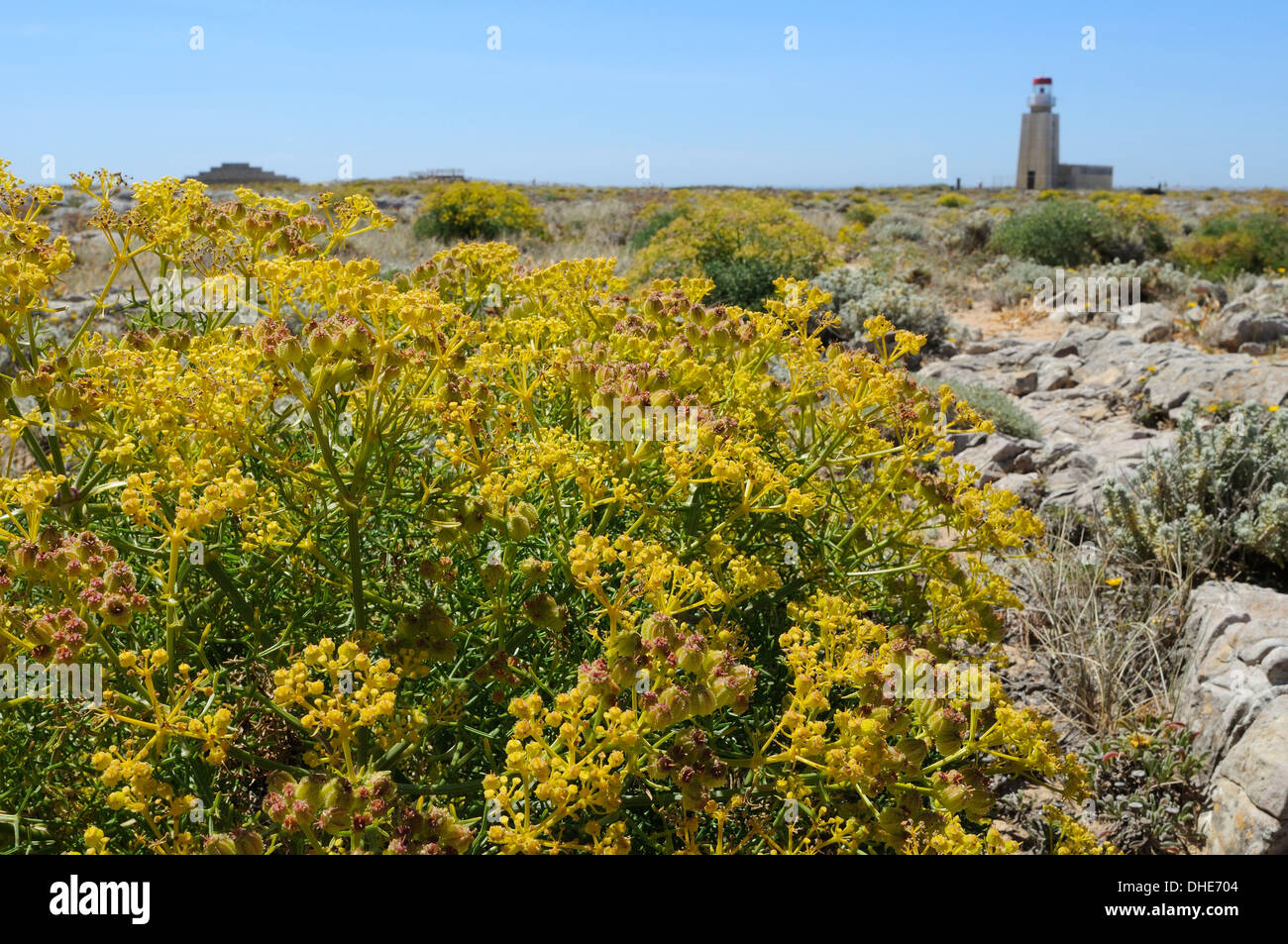 Smooth cachrys / Sand cachrys (Cachrys libanotis) flowering on limestone headland near a lighthouse, Sagres, Portugal. Stock Photo