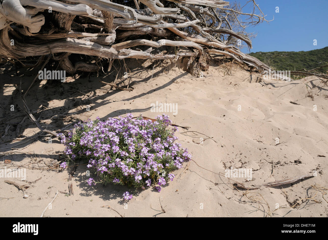 Sea rocket (Cakile maritima) clump flowering in sand dune behind a beach near a pile of driftwood, Tizzano, Corsica, France. Stock Photo