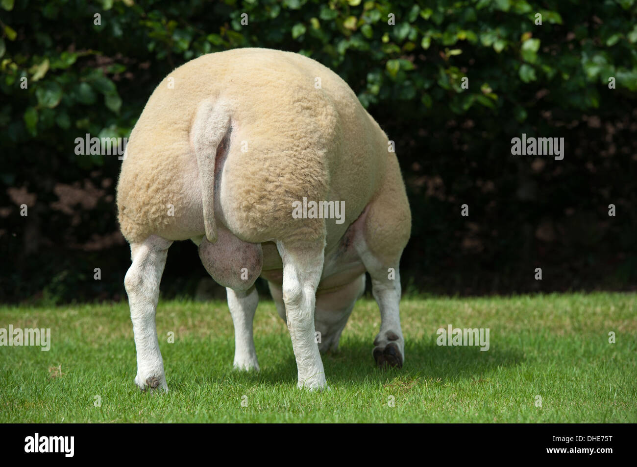 Scrotum animal hi-res stock photography and images - Alamy