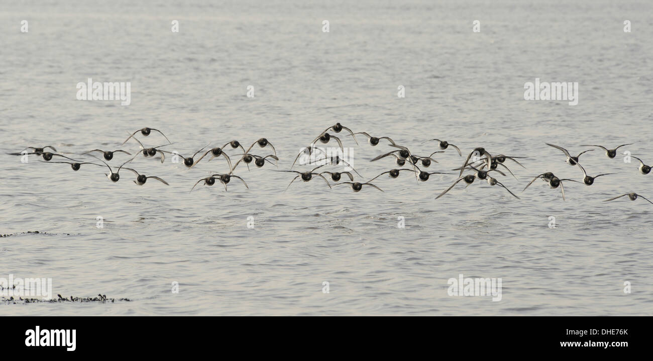 Turnstone (Arenaria interpres) flock flying low over the Severn estuary, after leaving their roost, Somerset, UK, March. Stock Photo