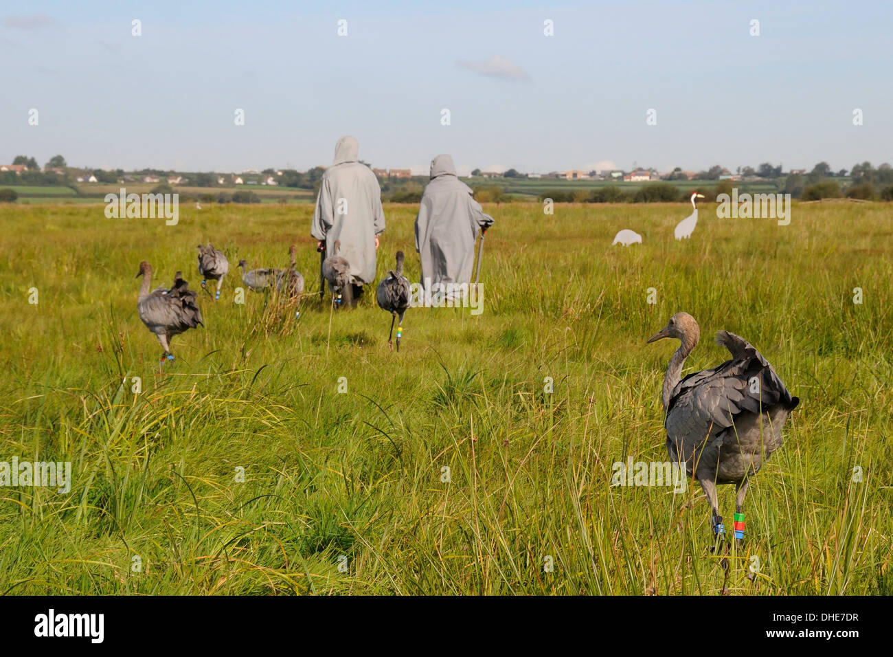 Young Common / Eurasian Cranes (Grus grus) following two surrogate parents over the Somerset Levels. Stock Photo