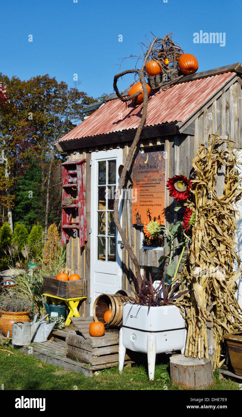 Autumn scenic of wood cottage decorated for halloween with orange pumpkins, flowers and scarecrow . USA Stock Photo