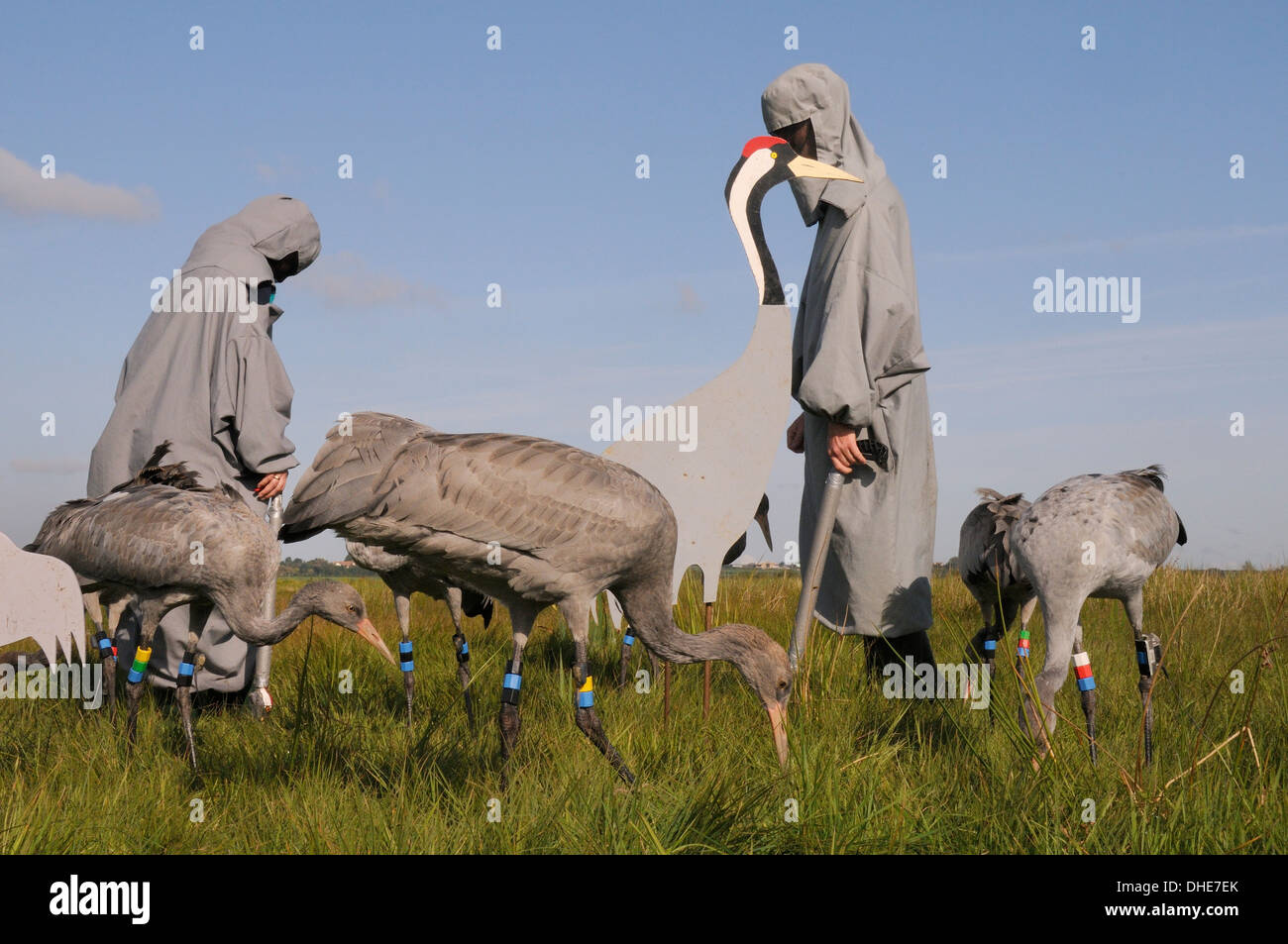 Young Cranes foraging on the Somerset Levels for grain spread around adult crane decoys alongside surrogate parents. Stock Photo