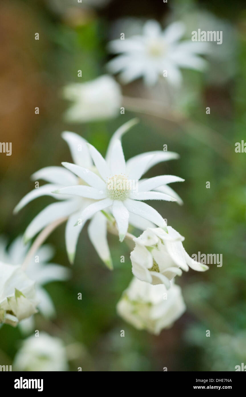 Close-up portrait shot of white Actinotus flowers in a natural setting. Stock Photo