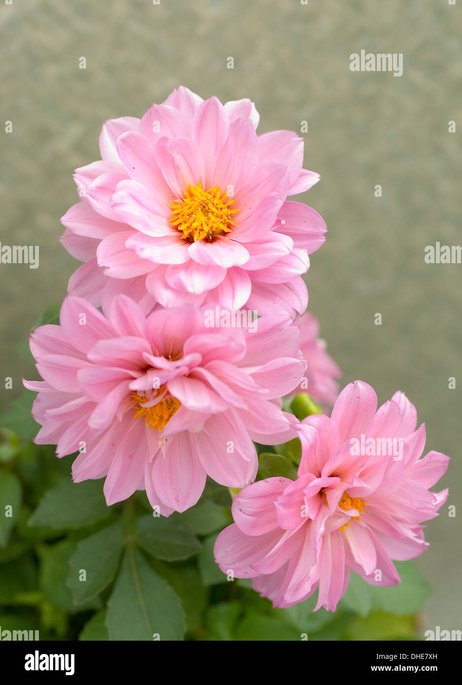 Close-up portrait shot of light pink Dwarf Dahlia flowers. Stock Photo