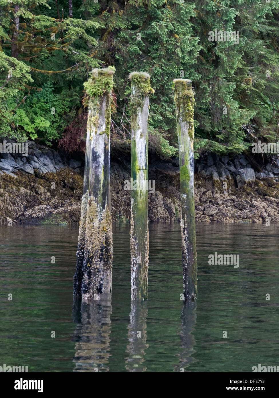 Old wharf pilings at low tide, Butedale, Princess Royal Island, mid