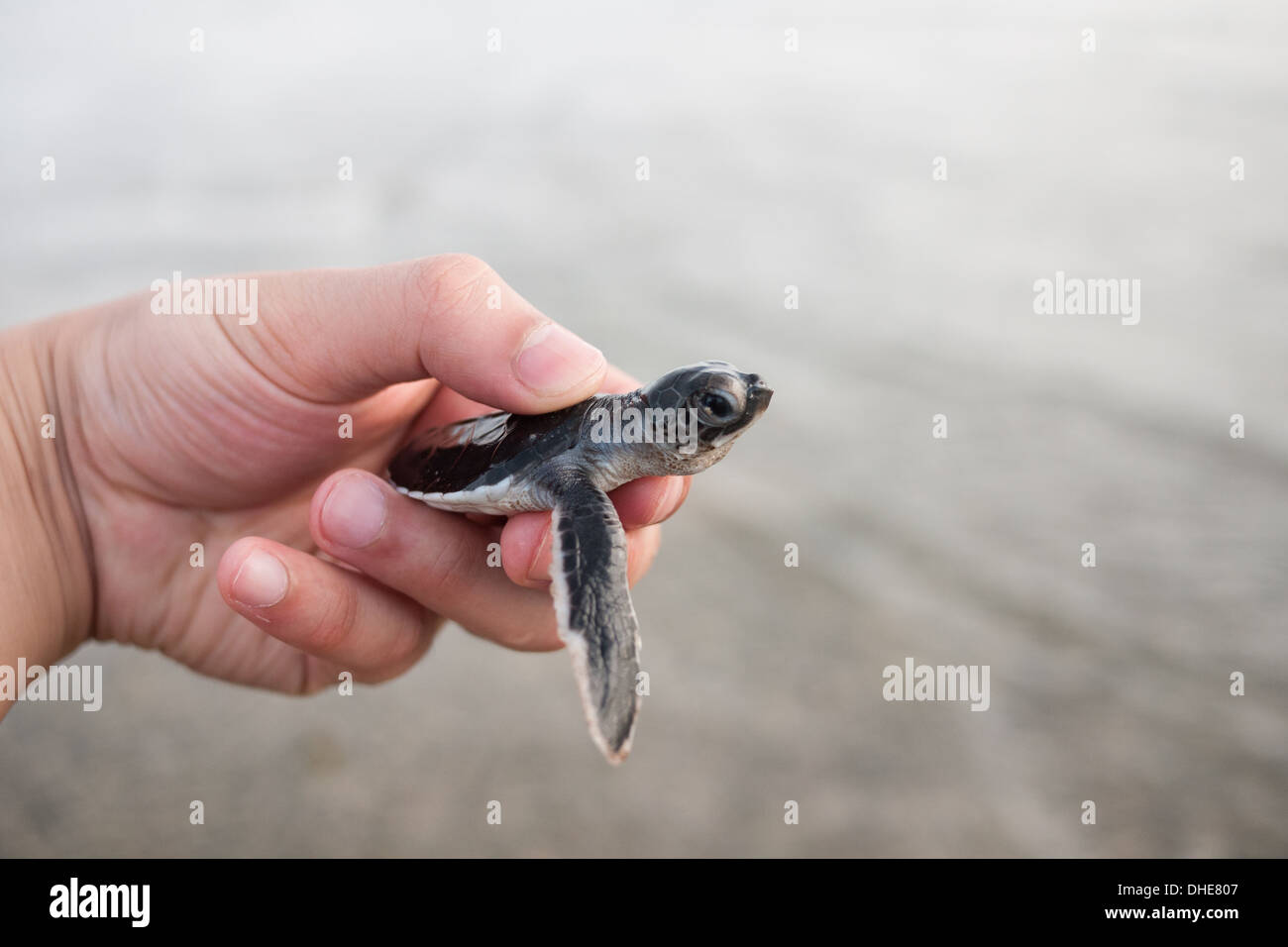 A green sea turtle hatchling (Chelonia mydas) at the World Wildlife Fund turtle hatchery on Bay Canh Island, Con Dao, Vietnam. Stock Photo