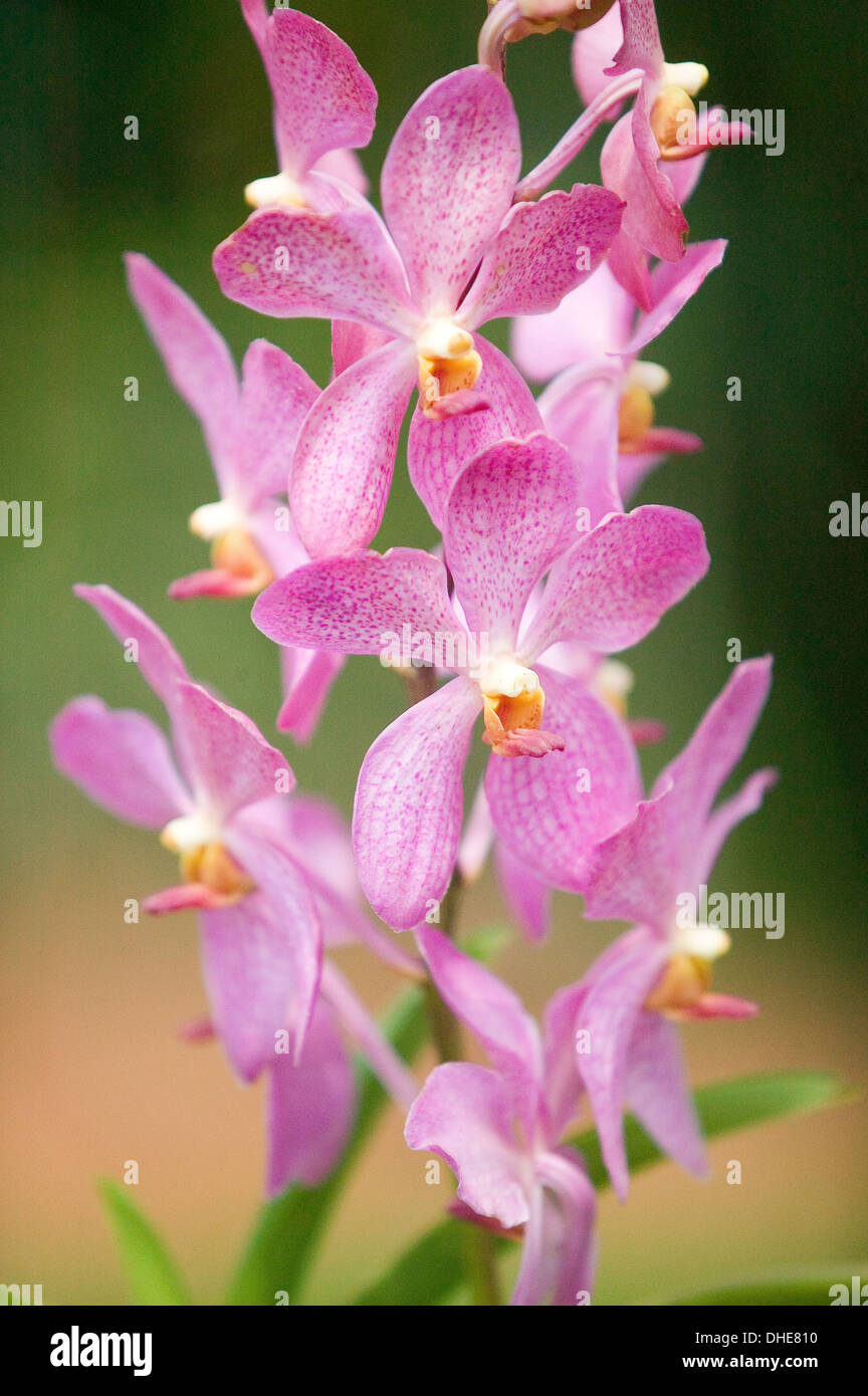 Dark and light pink orchid flowers with orange centres. Stock Photo