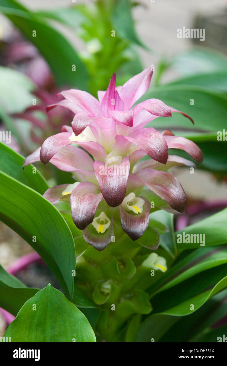 Curcuma flower hires stock photography and images Alamy
