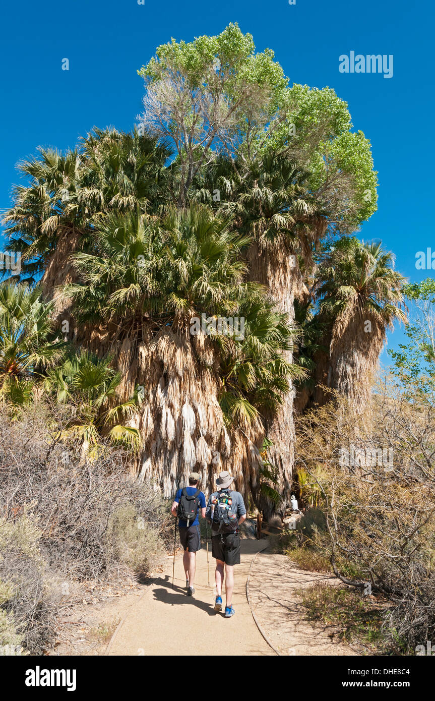California, Joshua Tree National Park, Cottonwood Spring, California fan palm & Cottonwood trees Stock Photo