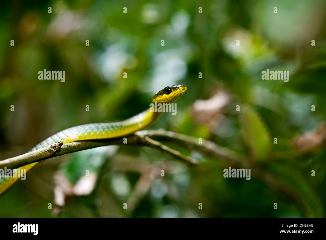 A green tree snake sliding over a branch in a rain forest setting. Stock Photo