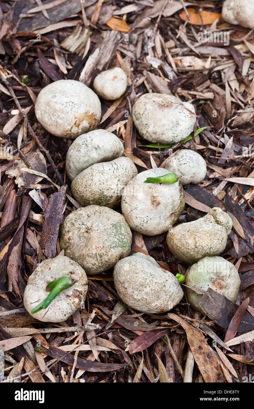 Fallen seed fruit from a native swamp lily plant. Stock Photo