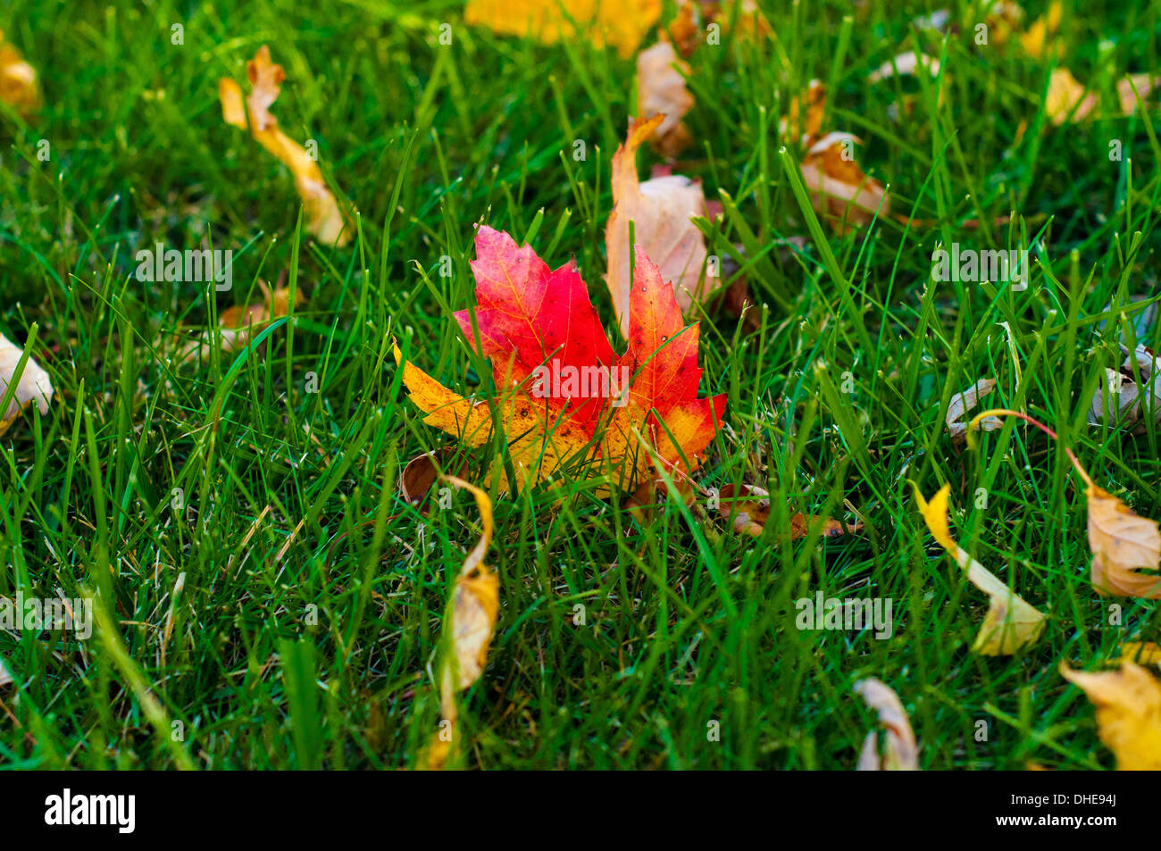 Colorful red and yellow Maple Leaf in green grass with other yellow ...