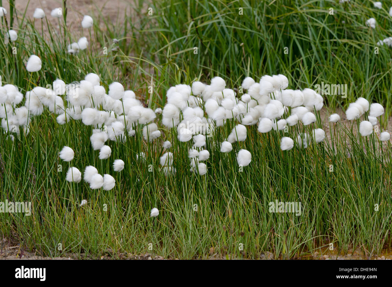 Canada, Nunavut, Qikiqtaaluk Region, Cape Dorset. Arctic cotton grass (Eriophorum) aka cottongrass, cotton-grass or cottonsedge. Stock Photo