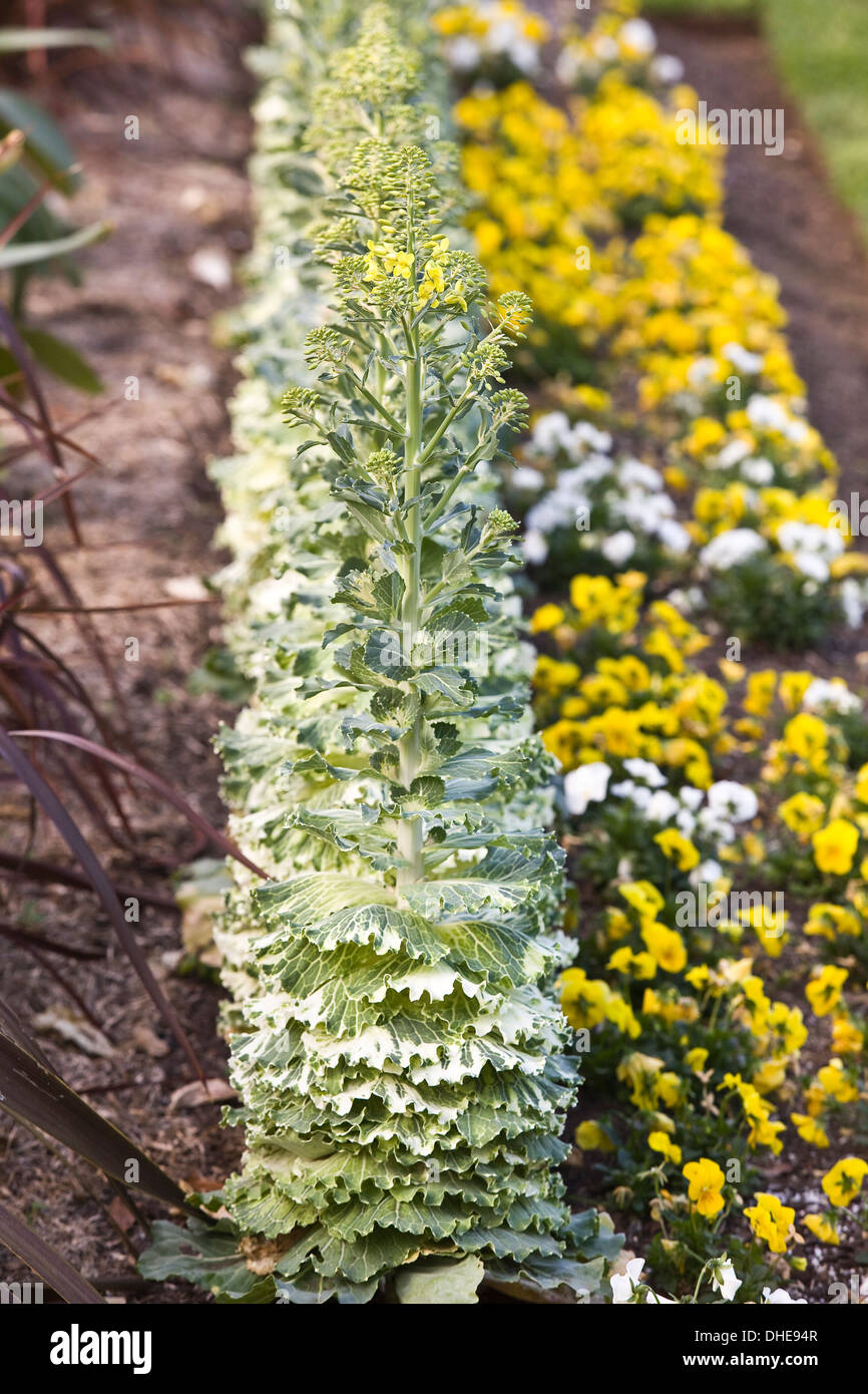 Yellow kale flowers hires stock photography and images Alamy