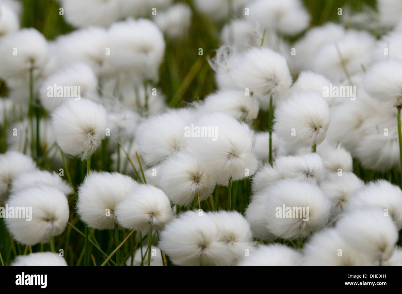 Canada, Nunavut, Qikiqtaaluk Region, Cape Dorset. Arctic cotton grass (Eriophorum) aka cottongrass, cotton-grass or cottonsedge. Stock Photo