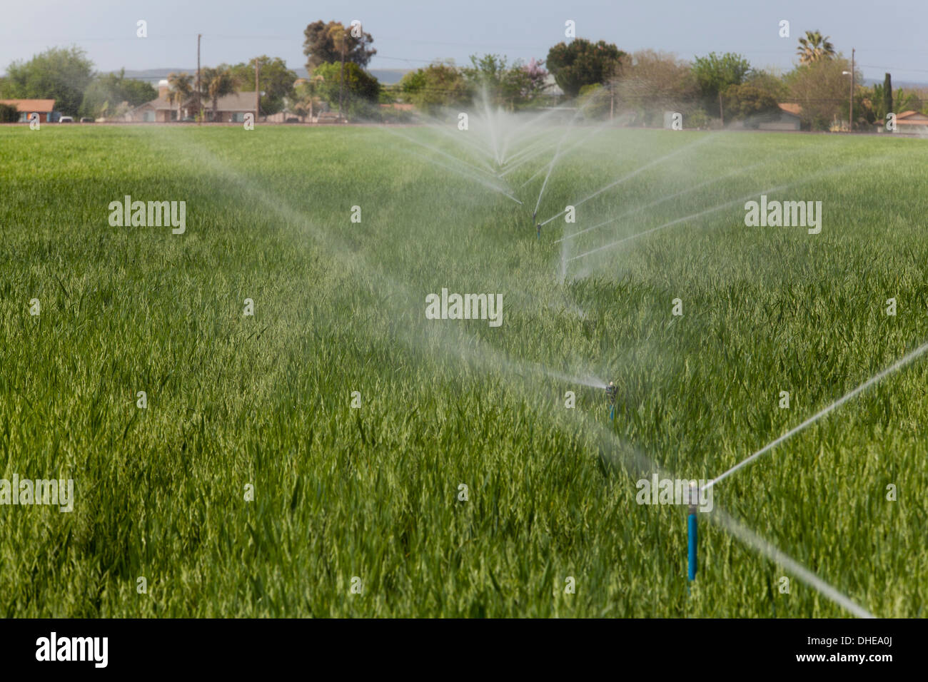 Irrigation sprinklers watering wheat field - California USA Stock Photo