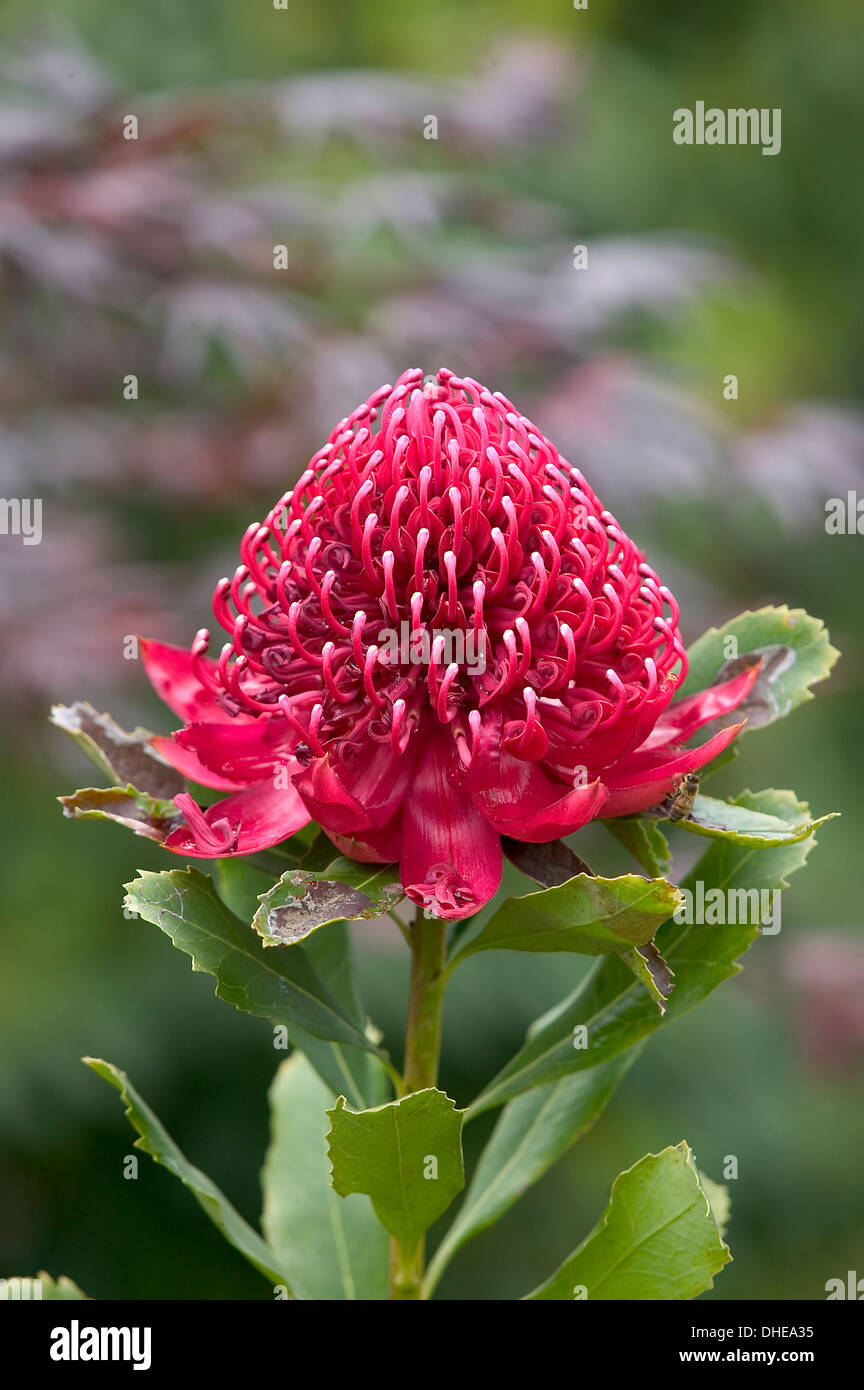 A large red waratah flower in a garden setting. Stock Photo
