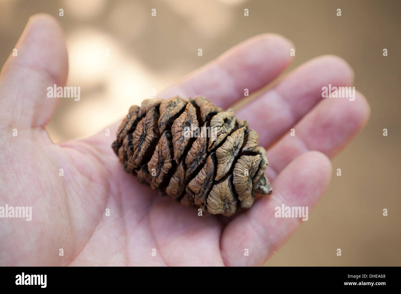 Giant Sequoia cone in hand - California USA Stock Photo
