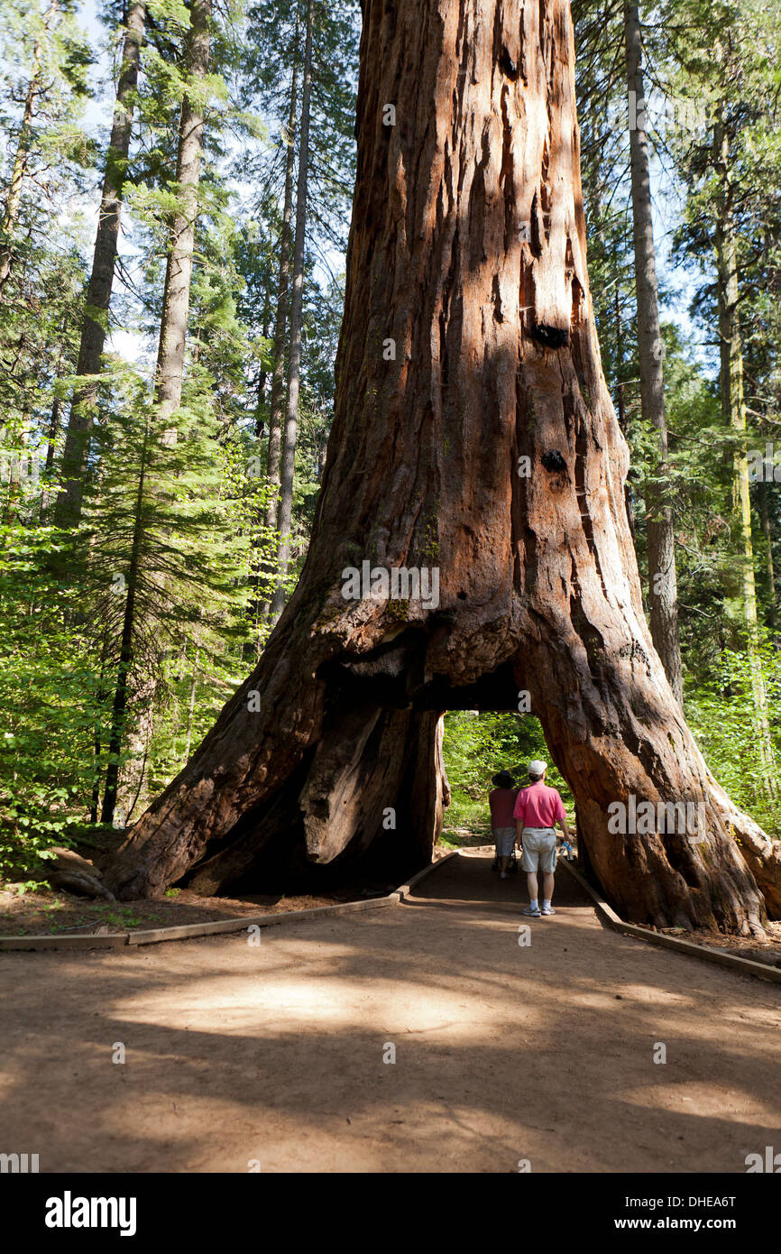 People walking through the giant sequoia Pioneer Cabin Tree - Calaveras Big Tree State Park, California USA Stock Photo