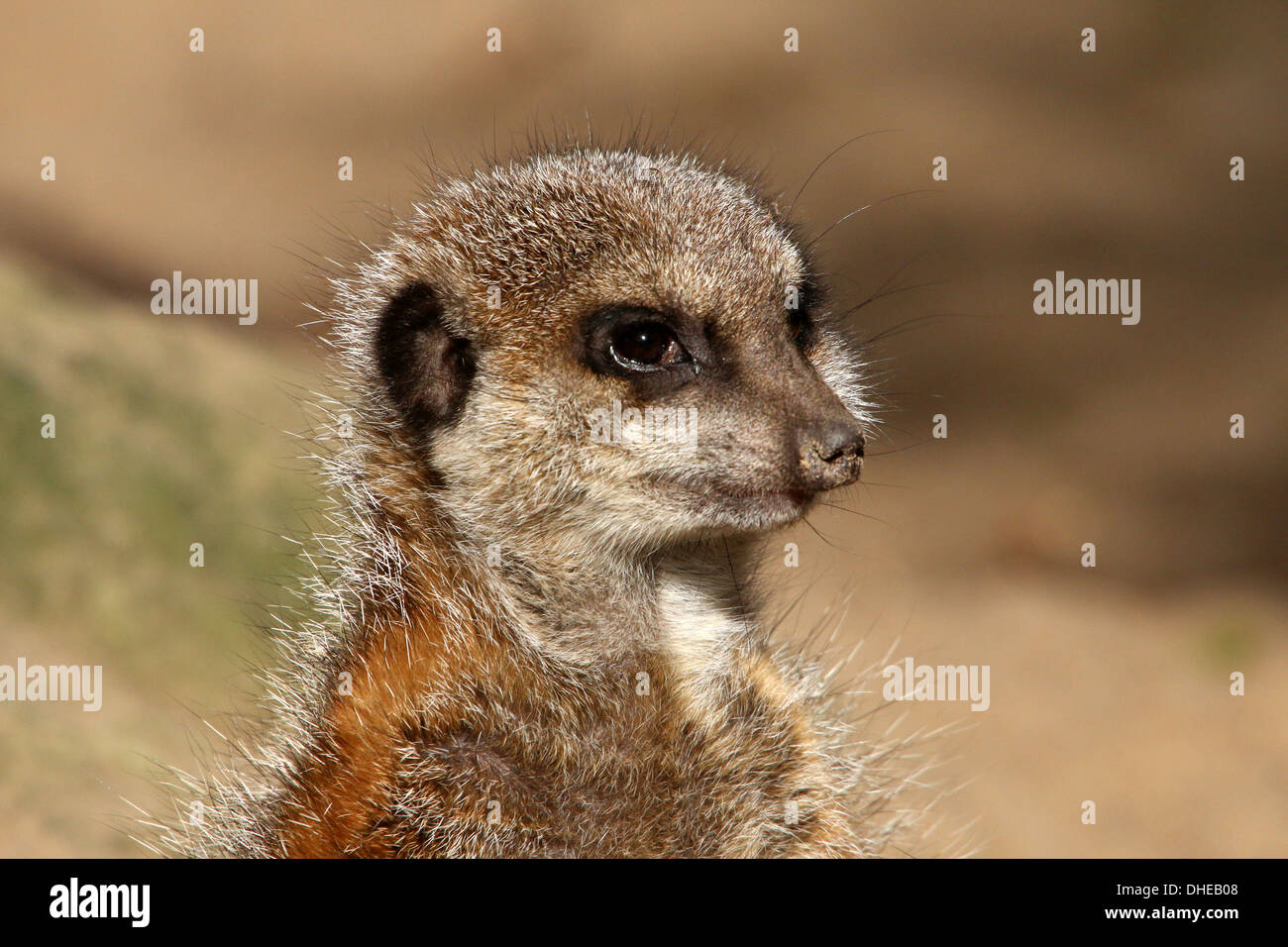Close-ups of a group of African Meerkats (Suricata suricatta) in a zoo setting Stock Photo