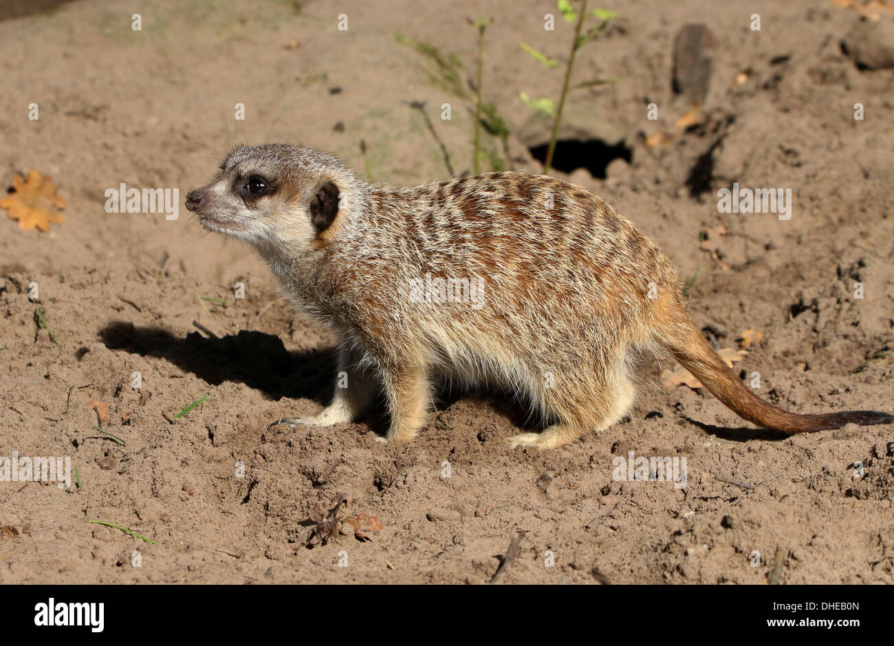 African Meerkat (Suricata suricatta) Stock Photo