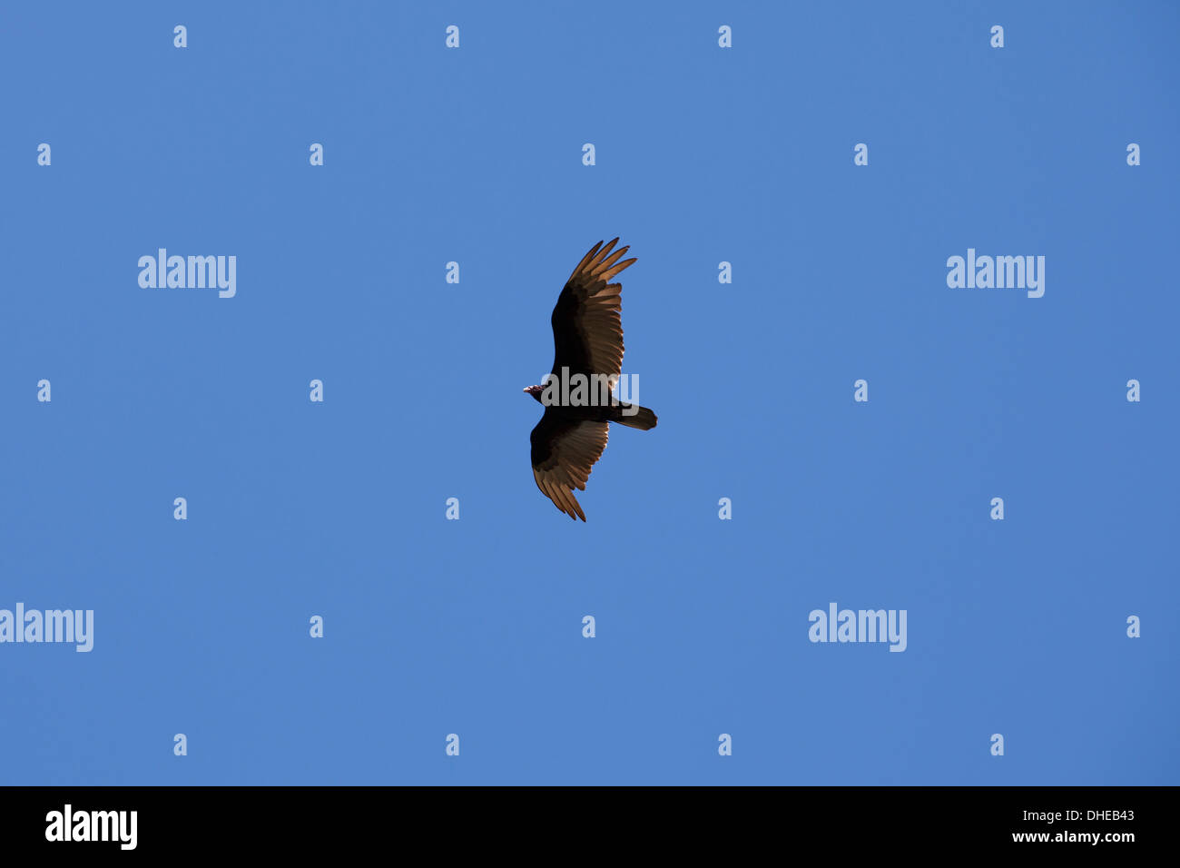 Turkey Vulture (Cathartes aura) in flight California USA Stock Photo