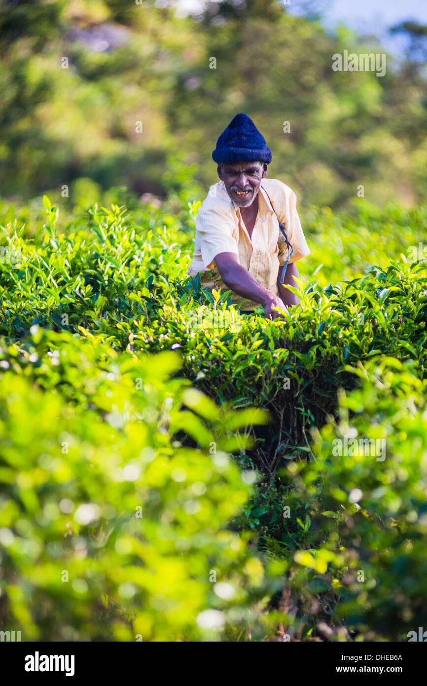 Ceylon tea plantation, a tea picker picking tea in the Sri Lanka Central Highlands and Tea Country, Sri Lanka, Asia Stock Photo