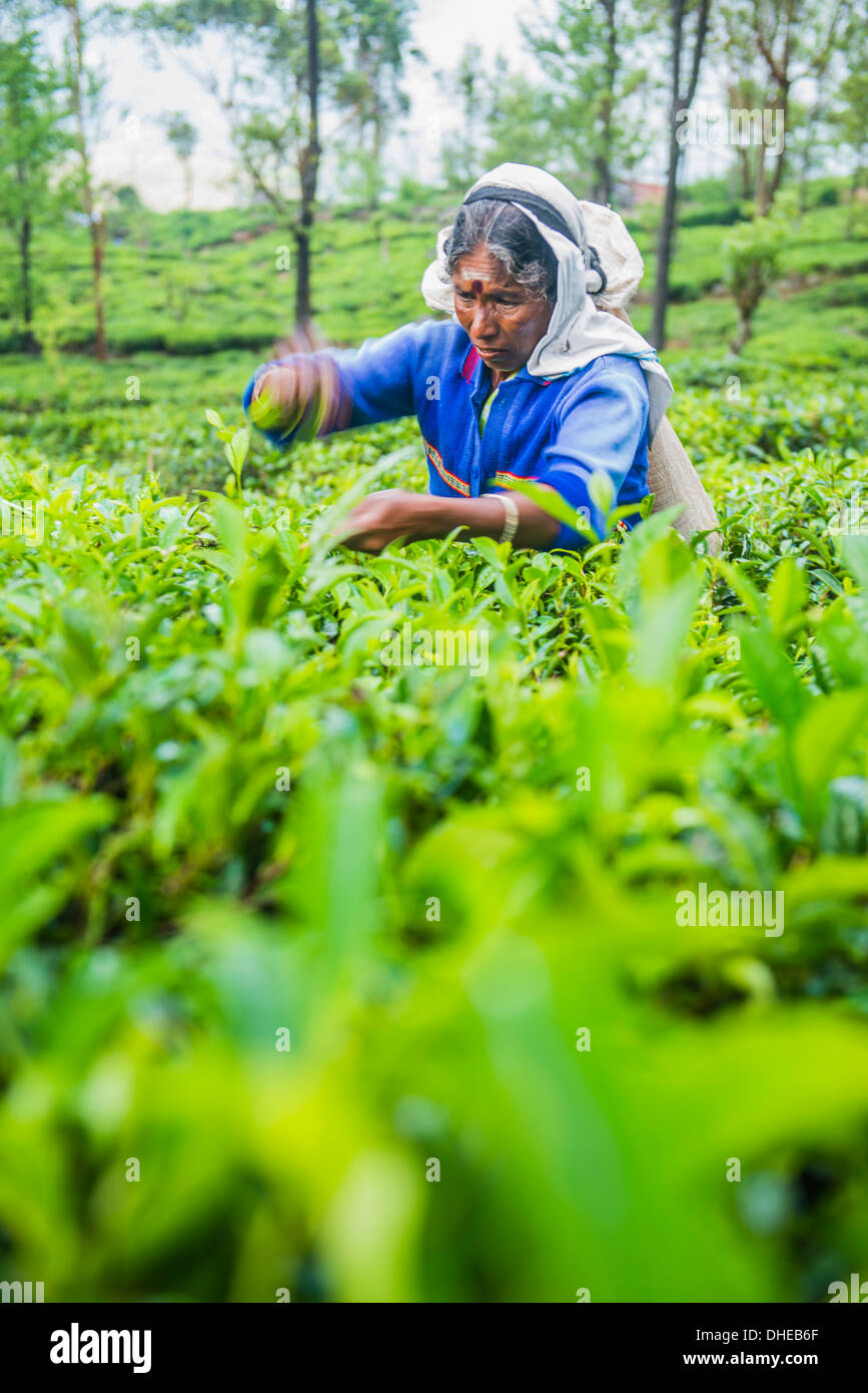 Tea picker plucking tea in a tea plantation in the Sri Lanka Central Highlands and Tea Country, Sri Lanka, Asia Stock Photo