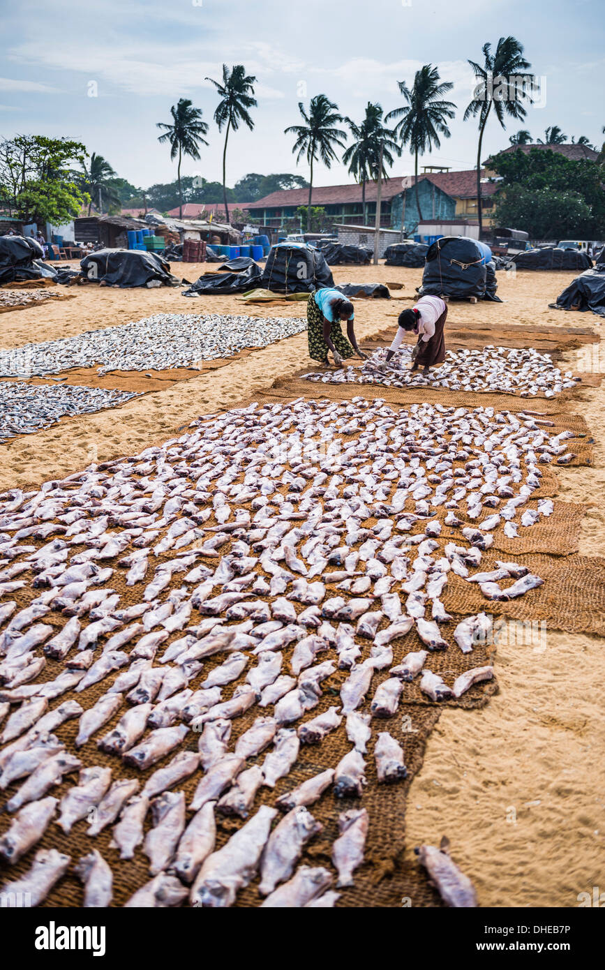 Women drying fish in Negombo fish market (Lellama fish market), Negombo, West Coast, Sri Lanka, Asia Stock Photo
