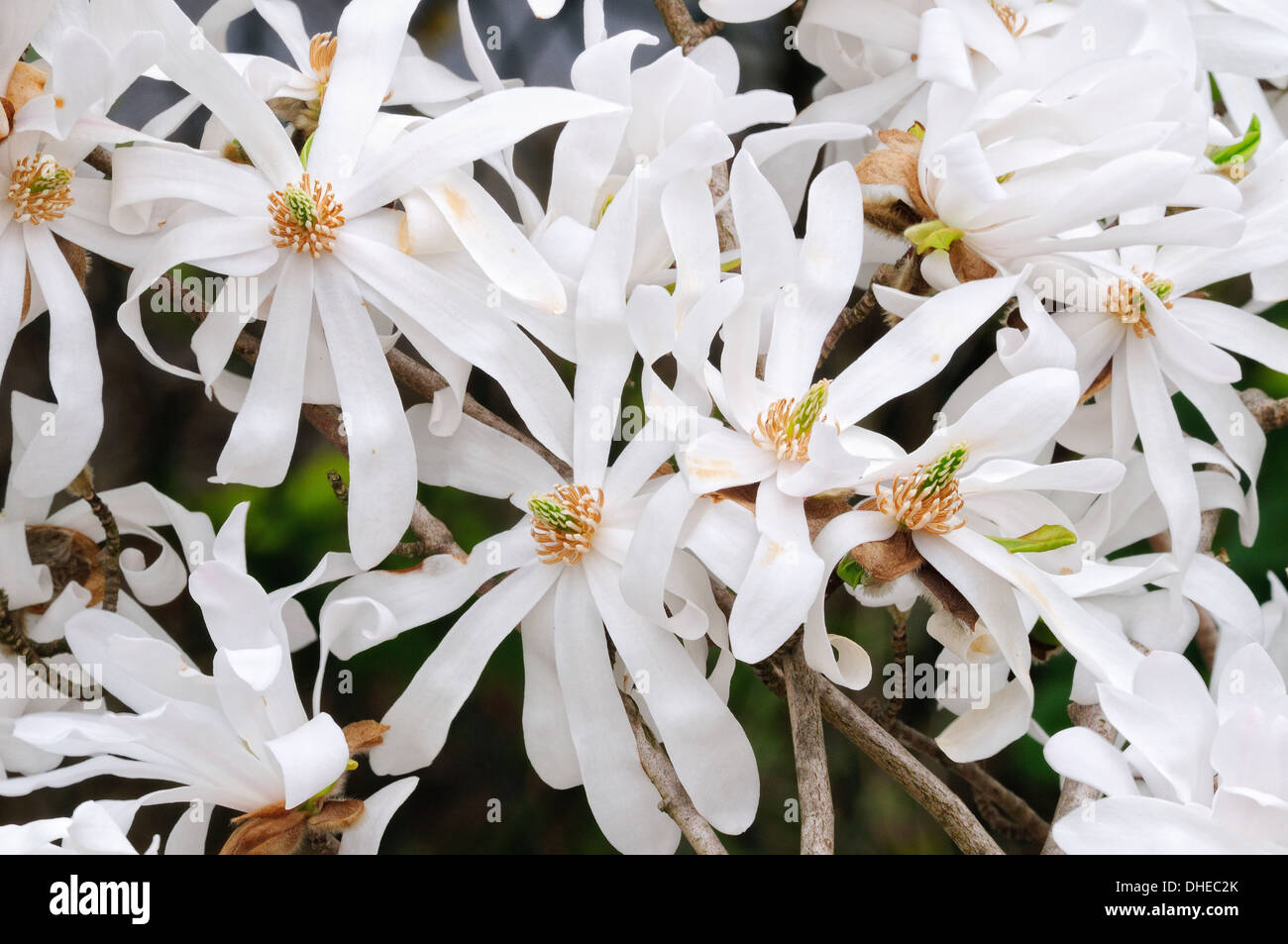 Star magnolia blossoms Stock Photo