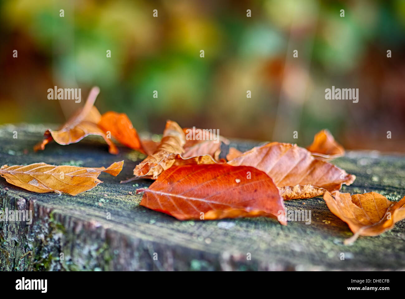 Romantic autumn Stock Photo