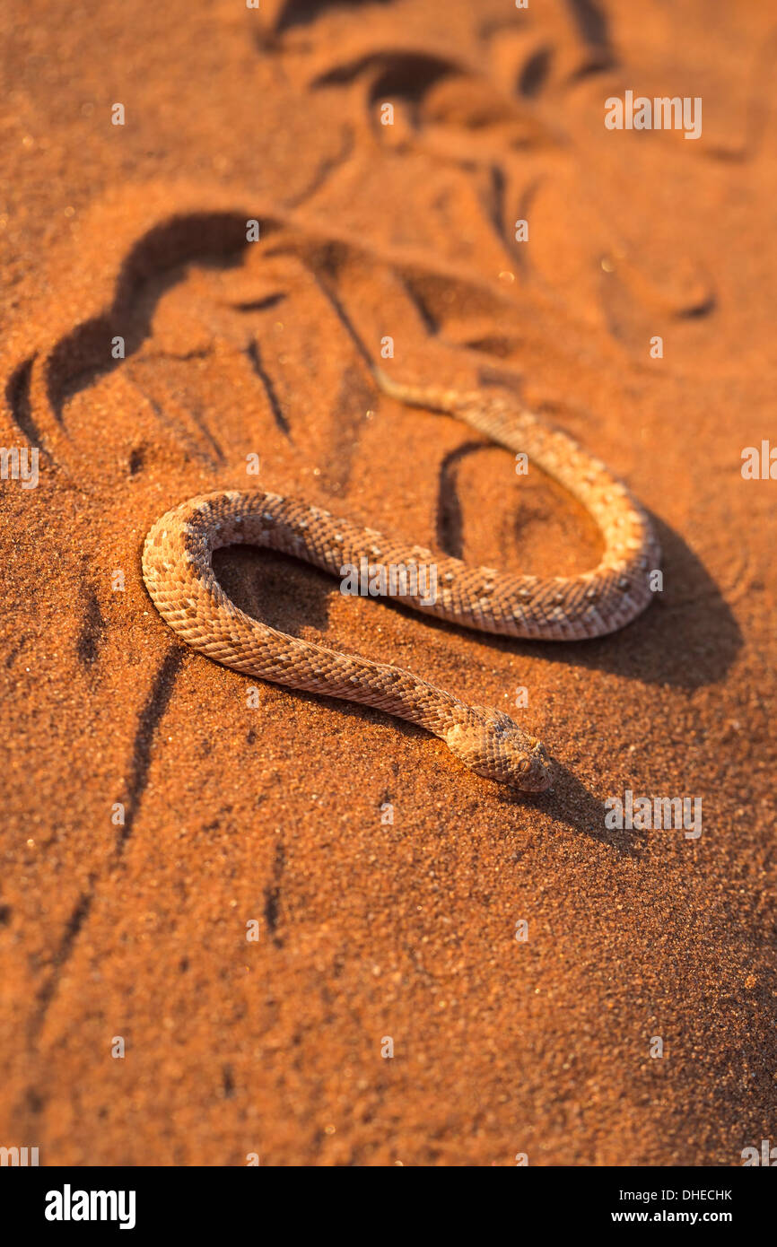 Peringuey's adder (sidewinding adder) (Bitis peringueyi) sidewinding ...