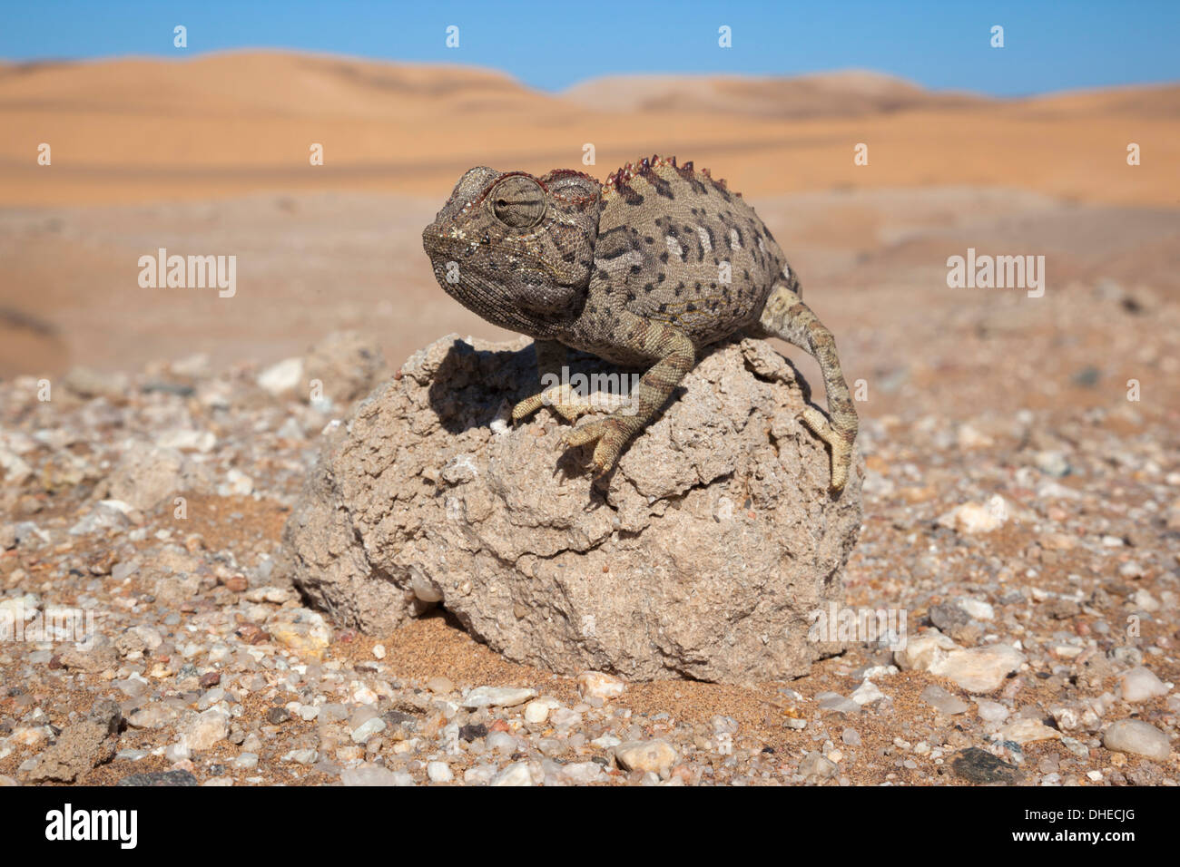 Namaqua chameleon (Chamaeleo namaquensis), Namib Desert, Namibia, Africa Stock Photo