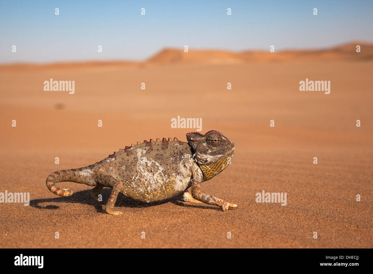 Namaqua chameleon (Chamaeleo namaquensis), Namib Desert, Namibia, Africa Stock Photo