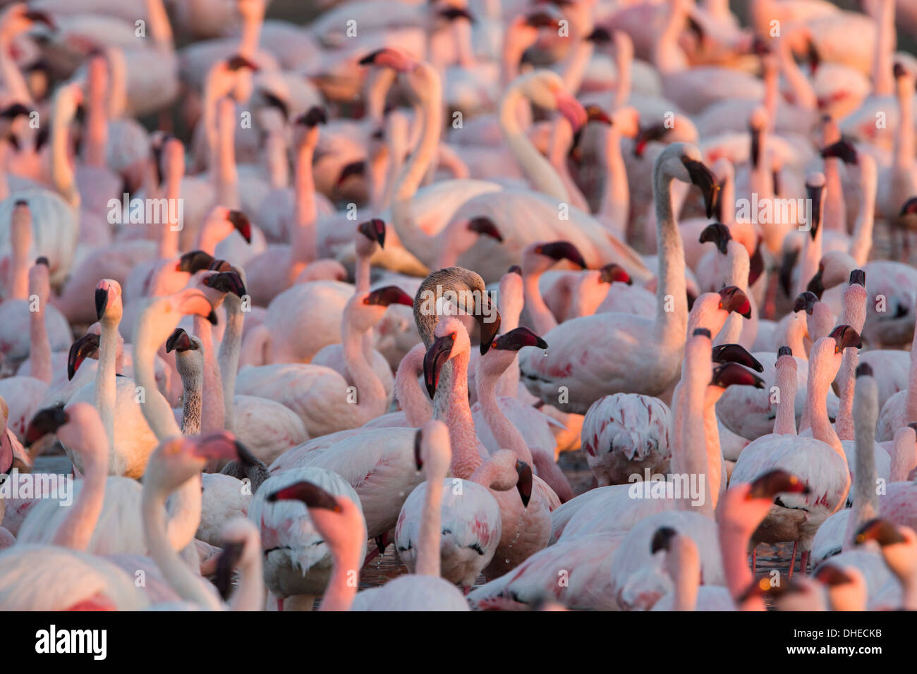 Greater flamingoes (Phoenicopterus ruber) and Lesser flamingoes (Phoenicopterus minor), Walvis Bay, Namibia, Africa Stock Photo