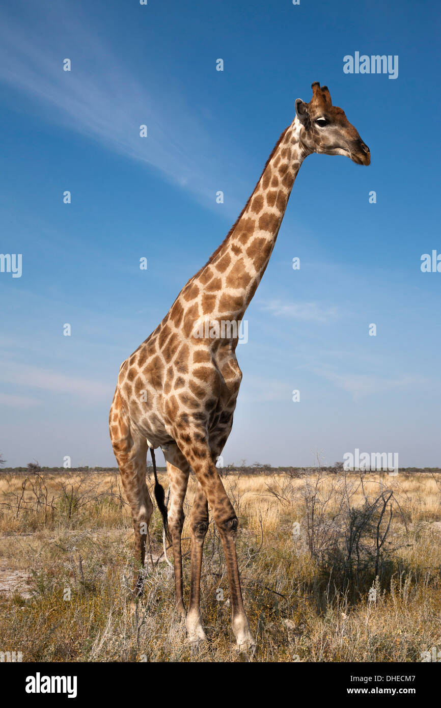 Giraffe (Giraffa camelopardalis), Etosha National Park, Namibia, Africa Stock Photo