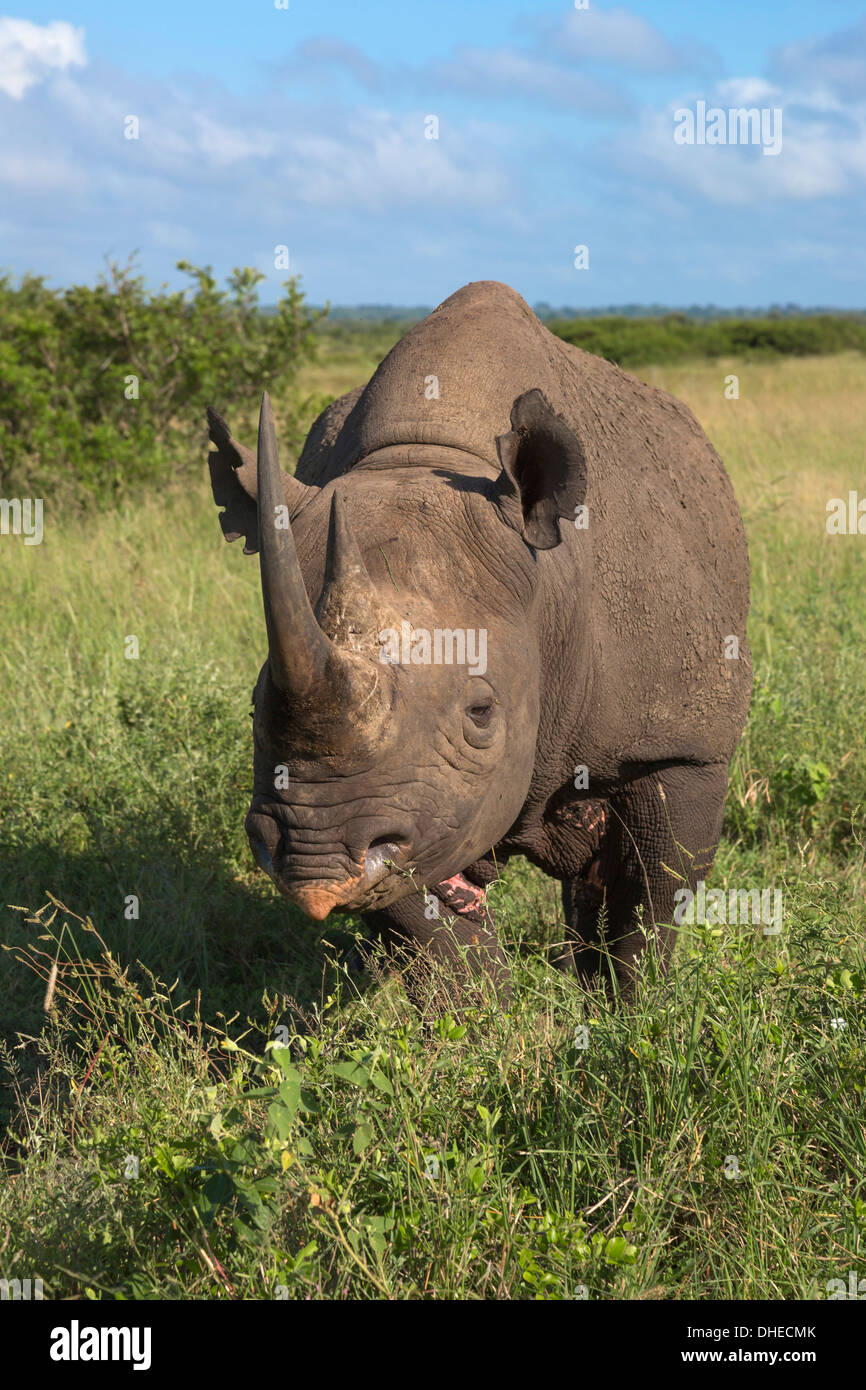 Black rhino (Diceros bicornis) male, Phinda private game reserve, KwaZulu Natal, South Africa, Africa Stock Photo