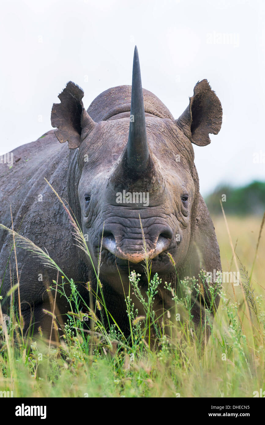 Black rhino (Diceros bicornis) male, Phinda private game reserve, KwaZulu Natal, South Africa, Africa Stock Photo