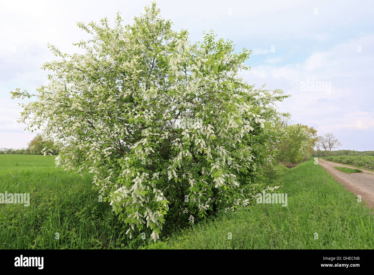 Bird Cherry, Prunus padus Stock Photo - Alamy