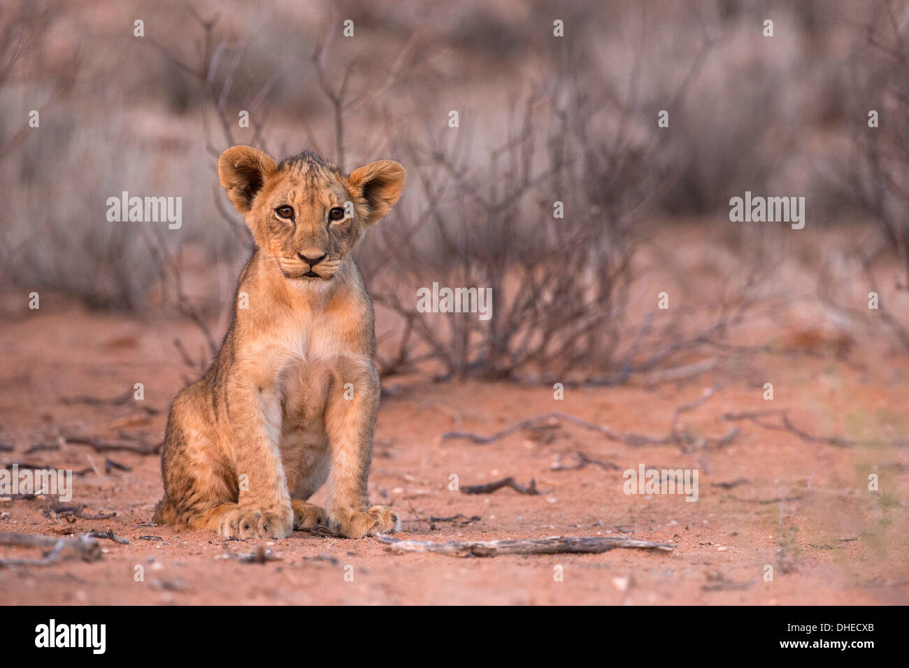 Lion cub hires stock photography and images Alamy