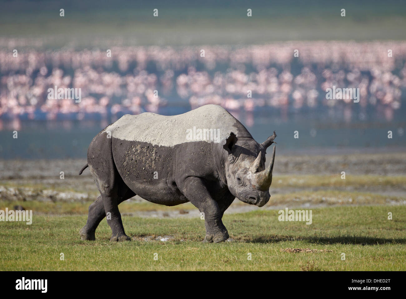 Black rhinoceros (hook-lipped rhinoceros) (Diceros bicornis), Ngorongoro Crater, Tanzania, East Africa, Africa Stock Photo