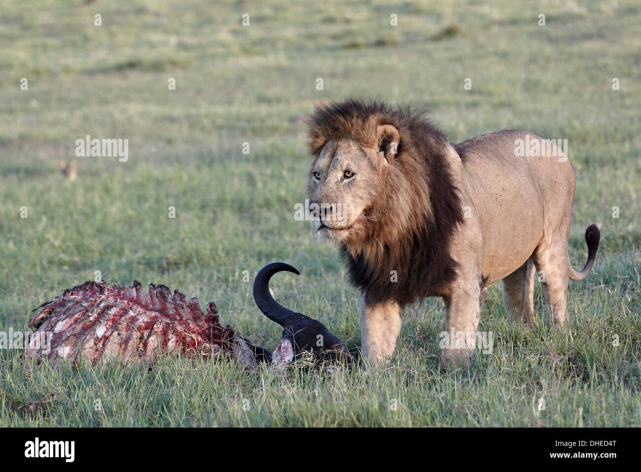 Lion (Panthera leo) at a Cape buffalo kill, Ngorongoro Crater, Tanzania, East Africa, Africa Stock Photo