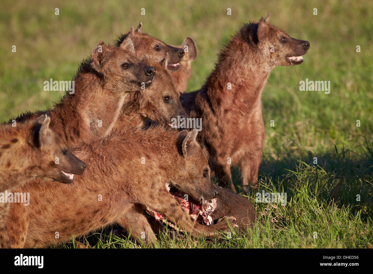 Spotted Hyena or Spotted Hyaena (Crocuta crocuta) at a Cape Buffalo kill, Ngorongoro Crater, Tanzania Stock Photo
