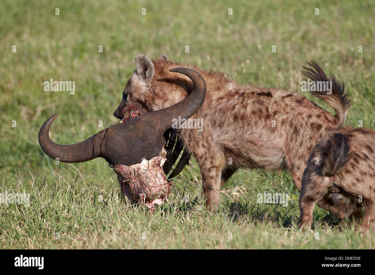 Spotted Hyena or Spotted Hyaena (Crocuta crocuta) with a Cape Buffalo skull, Ngorongoro Crater, Tanzania Stock Photo