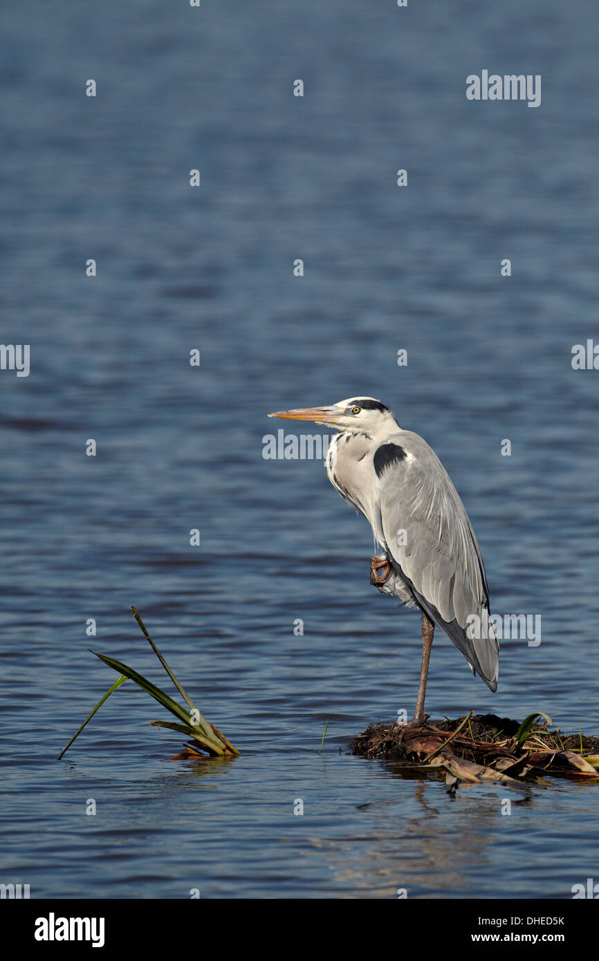 Gray heron (grey heron) (Ardea cinerea), Ngorongoro Crater, Tanzania, East Africa, Africa Stock Photo