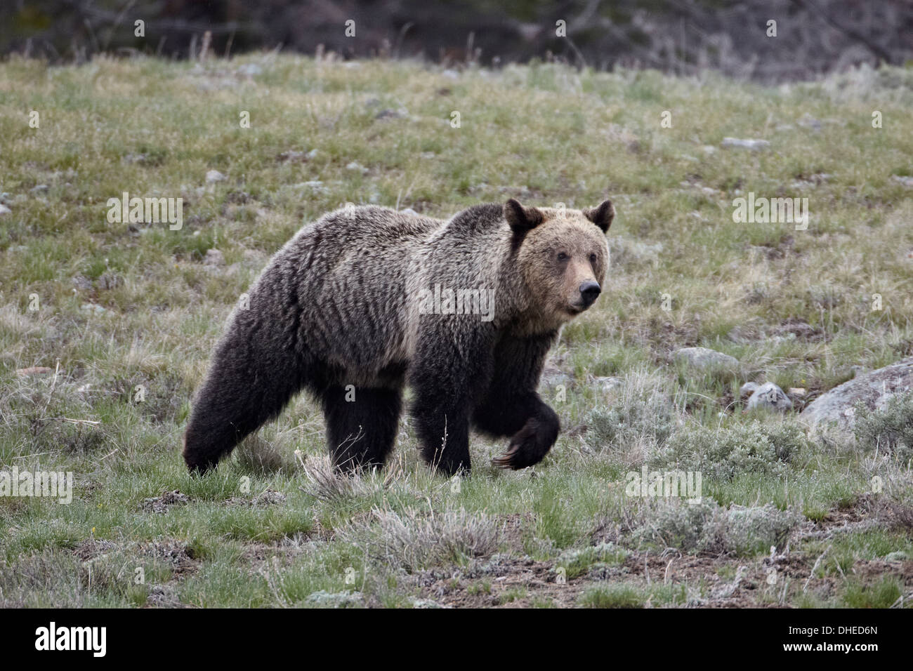 Grizzly bear (Ursus arctos horribilis), Yellowstone National Park, Wyoming, United States of America, North America Stock Photo