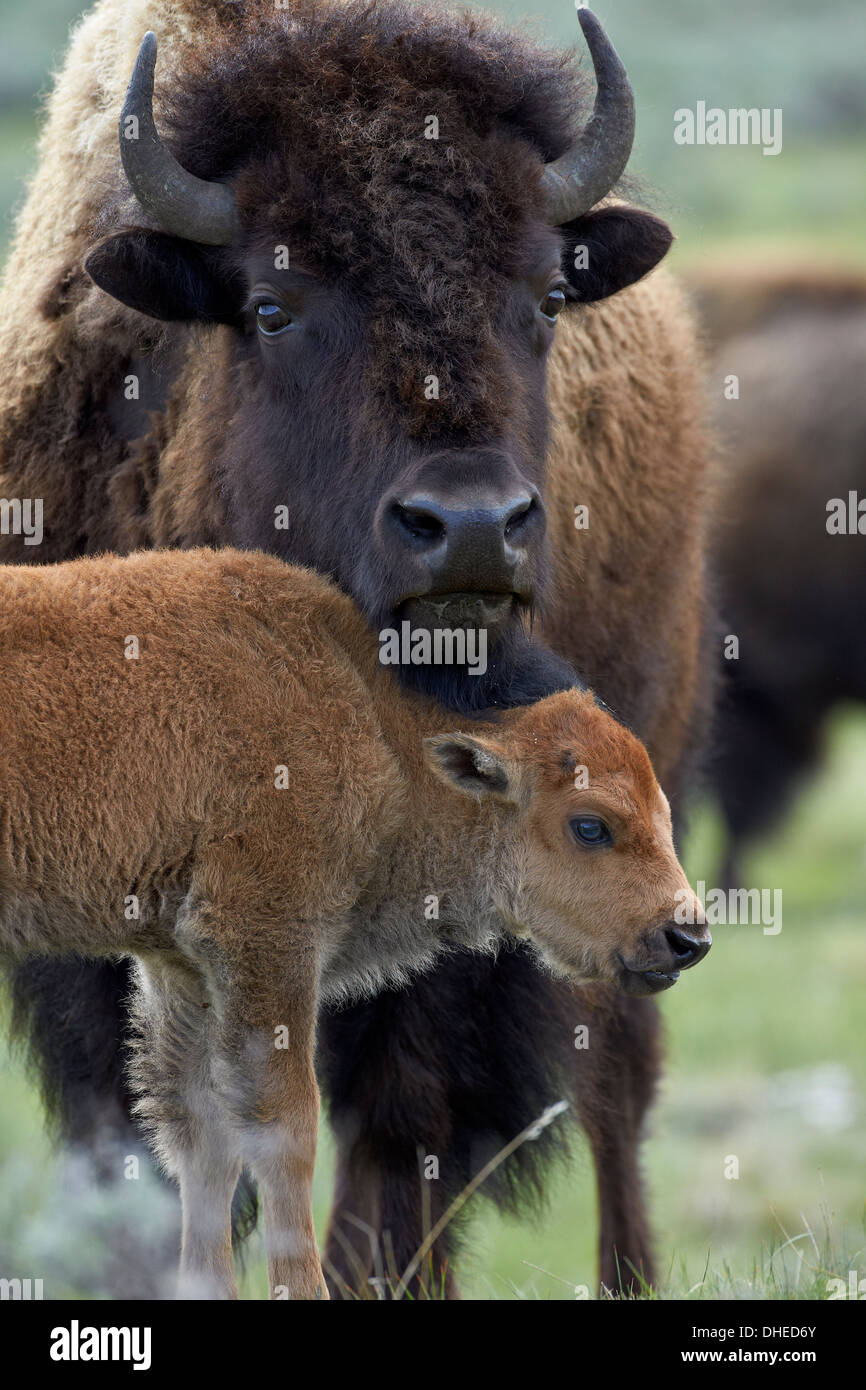 Bison (Bison bison) cow and calf, Yellowstone National Park, Wyoming