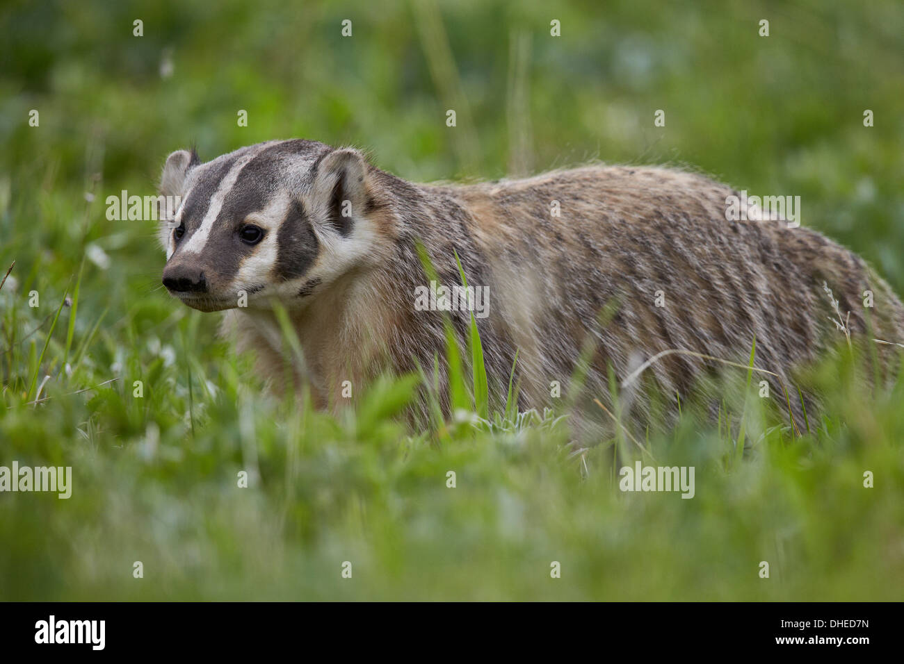 Badger (Taxidea taxus), Yellowstone National Park, Wyoming, United States of America, North America Stock Photo